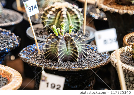 Cactus on sandy soil Cactus on sandy soil 117525340