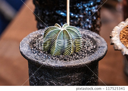 Cactus on sandy soil Cactus on sandy soil 117525341