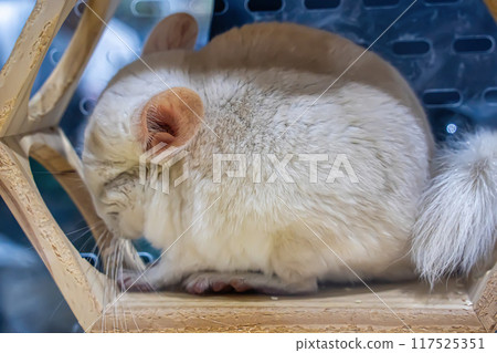 American Guinea Pig American Guinea Pig 117525351