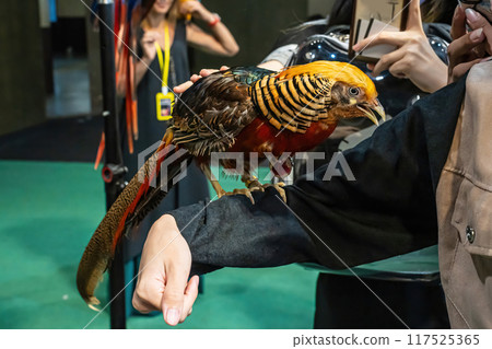 Golden pheasant or chinese pheasant 117525365