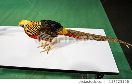 Golden pheasant or chinese pheasant 117525366