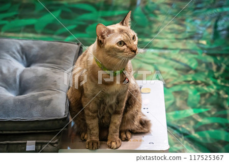 Cute Cat 117525367