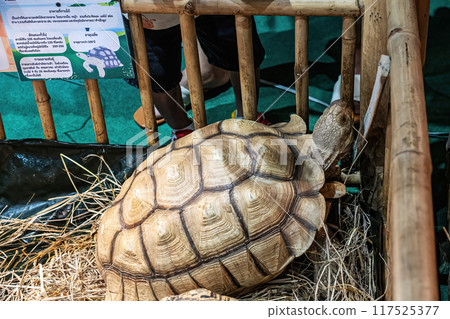 African spurred tortoise or sulcata tortoise 117525377