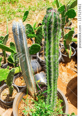 Cactus on sandy soil Cactus on sandy soil 117525461