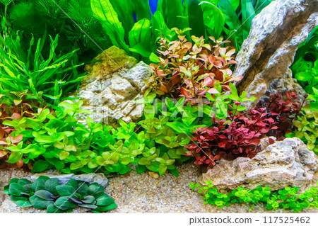 Tropical freshwater aquarium Tropical freshwater aquarium 117525462