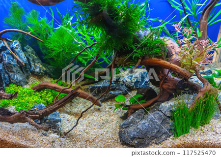 Tropical freshwater aquarium Tropical freshwater aquarium 117525470
