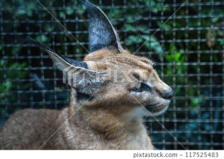 Caracal in the cage 117525483