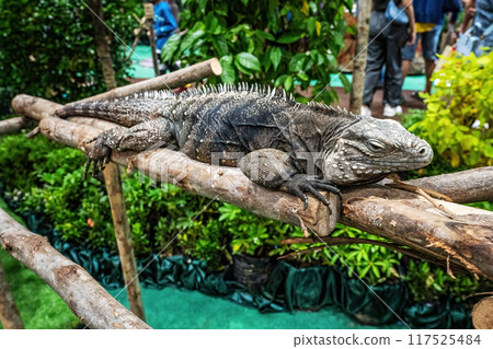 Iguana on a log Iguana on a log 117525484