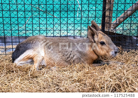 Patagonian mara or patagonian cavy 117525488