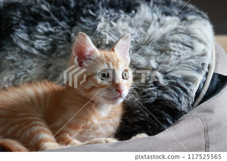 美麗的眼睛小貓 117525565