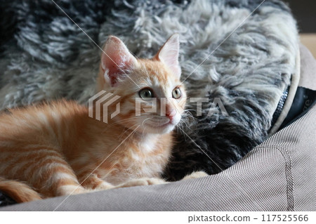 美麗的眼睛小貓 117525566