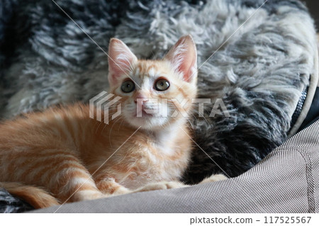 困了小貓 117525567