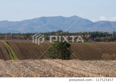 Autumn leaves in Biei on a clear autumn day 117525857