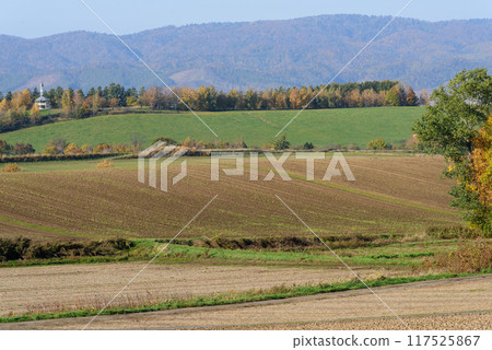 晴朗的秋日，美瑛的秋葉 117525867