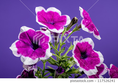 Blooming purple Petunia on a purple background 117526241