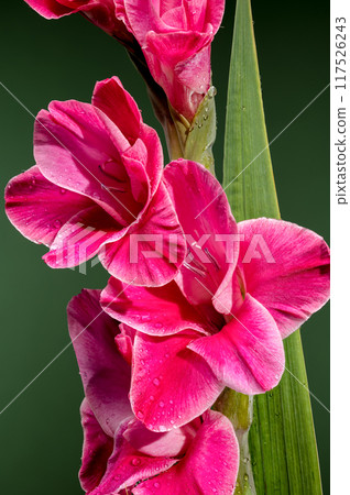 Blooming pink Gladiolus Invitatie on a green background 117526243