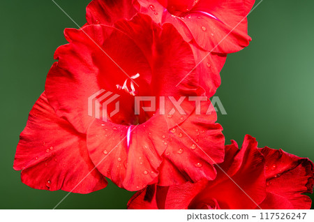 Blooming red gladiolus Oscar on a green background Blooming red gladiolus Oscar on a green background 117526247