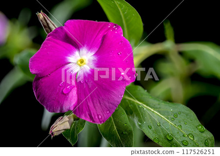 Blooming pink Catharanthus on a black background Blooming pink Catharanthus on a black background 117526251