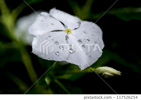 Blooming white Catharanthus on a black background Blooming white Catharanthus on a black background 117526254