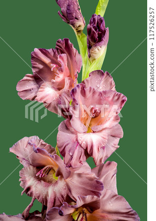 Blooming gladiolus chocolate on a green background 117526257