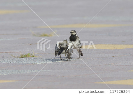 A young white wagtail begging its parent to feed it 117526294