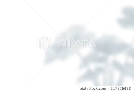 植物影光陽光 117526428