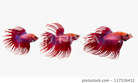 Three red and purple Crowntail Betta fish swimming in various poses against white background. delicate, fringed fins create a dramatic display, intricate beauty and vibrant colors Three red and purple Crowntail Betta fish swimming in various poses against white background. delicate, fringed fins create a dramatic display, intricate beauty and vibrant colors 117526432