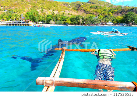 Jinbei Shark Tour Jinbei Shark Tour 117526533