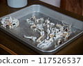 Cremation bones pet small dog burial 117526537