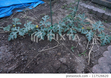 watermelon watermelon 117526620