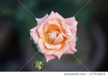 Orange ripe mature beautiful rose flower with green leaves with slight blur. Fragrant Rose in Full Blossom. Orange ripe mature beautiful rose flower with green leaves with slight blur. Fragrant Rose in Full Blossom. 117526635