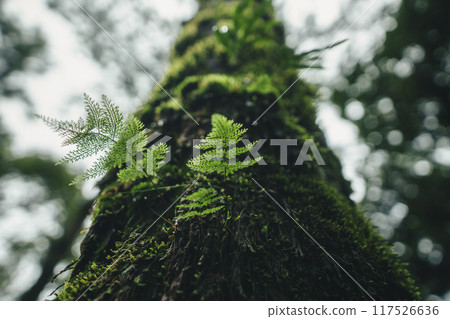 Ferns and moss on pine trees in an old forest 117526636