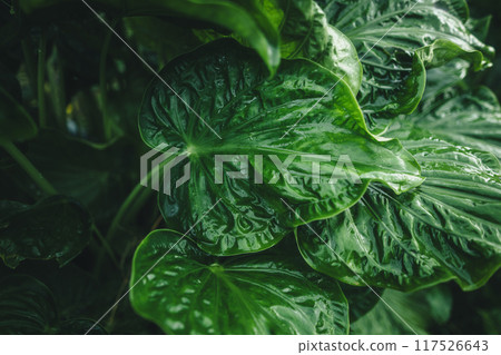 Green leaf texture with hand and water drops after rain Green leaf texture with hand and water drops after rain 117526643