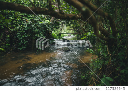 Natural stream along the rice field in the rainy season Natural stream along the rice field in the rainy season 117526645