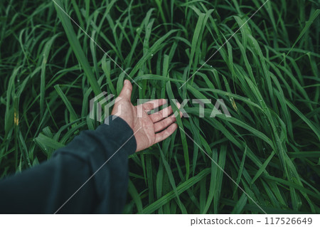 Dark green rice leaves after rain, oxygen, agriculture, nature conservation Dark green rice leaves after rain, oxygen, agriculture, nature conservation 117526649