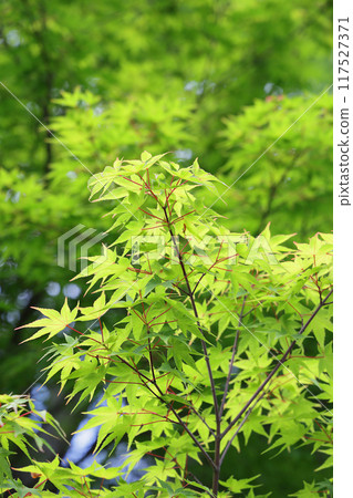 藍楓 117527371