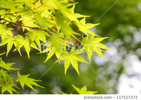 藍楓 117527372