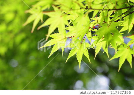 A blue maple A blue maple 117527396