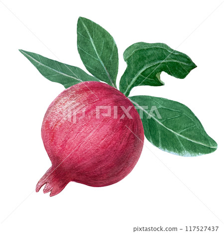 Red pomegranate with leafs detailed watercolor illustration isolated on white. Hand drawn realistic fruit element for fall harvest cards, culinary designs, home decor, prints. Autumn plant clip art Red pomegranate with leafs detailed watercolor illustration isolated on white. Hand drawn realistic fruit element for fall harvest cards, culinary designs, home decor, prints. Autumn plant clip art 117527437