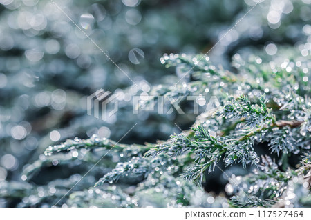 Texture, background, pattern of blue branches of decorative coniferous juniper with rain drops. Bokeh with light reflection. Natural backdrop 117527464