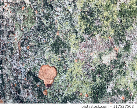 Bark and moss art 1 Bark and moss art 1 117527508