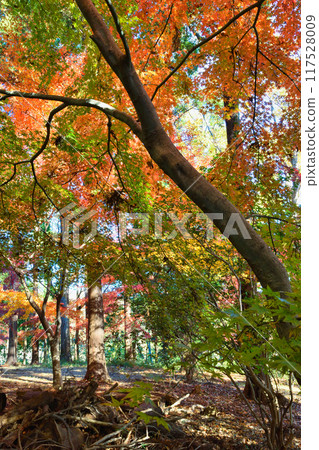 Beautiful autumn foliage on Momijiyama in Omachi Park (Omachi Nature Observation Park), Ichikawa City, Chiba Prefecture Beautiful autumn foliage on Momijiyama in Omachi Park (Omachi Nature Observation Park), Ichikawa City, Chiba Prefecture 117528009