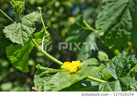 家庭花園的夏天 117528154
