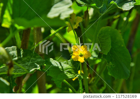 Summer in the home garden Summer in the home garden 117528169