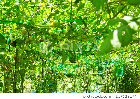 Summer in the home garden 117528174