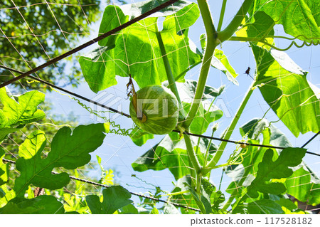 Summer in the home garden 117528182