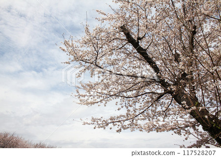 櫻花吉野櫻花樹 117528207