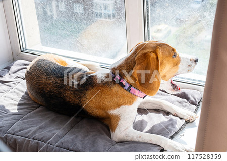 Beagle dog lying on gray cushion near window at home. 117528359