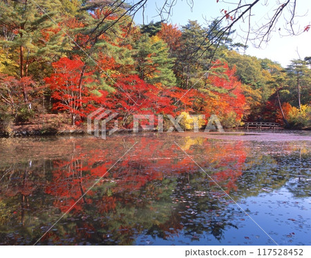Autumn leaves at Haseike Pond, Kobe Municipal Botanical Garden / "Setonaikai National Park" / Mount Rokko and Mount Maya / Kobe City, Hyogo Prefecture Autumn leaves at Haseike Pond, Kobe Municipal Botanical Garden / "Setonaikai National Park" / Mount Rokko and Mount Maya / Kobe City, Hyogo Prefecture 117528452