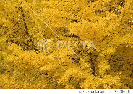 Vivid autumnal foliage of poplar trees Vivid autumnal foliage of poplar trees 117528666